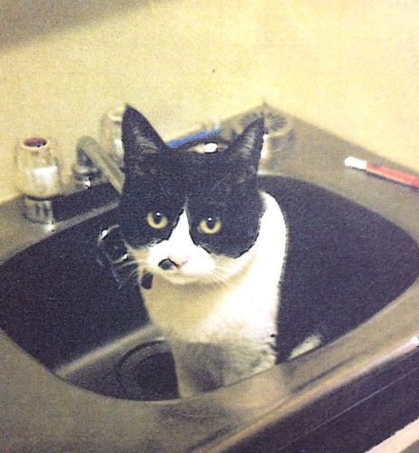 キッチンのシンクにいる、むぎちゃん（カイヌシゆうさく提供）