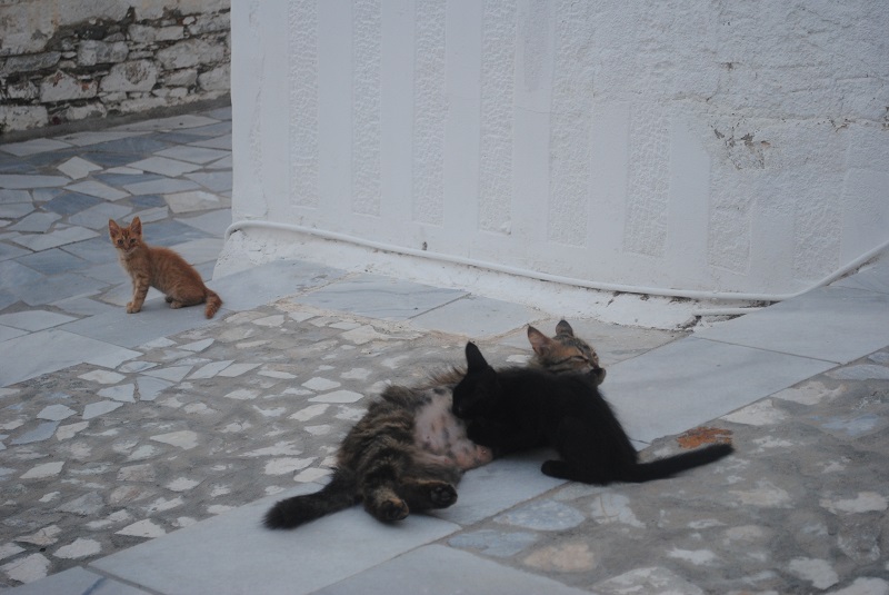 細い階段の真ん中でじっくりミルクを飲む仔猫。<br/>奥にいるきょうだいも羨ましそう