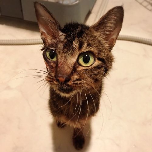 心無い人によって顔に怪我をおった「ウルト」今がんばっている　写真＝神保枝美さん