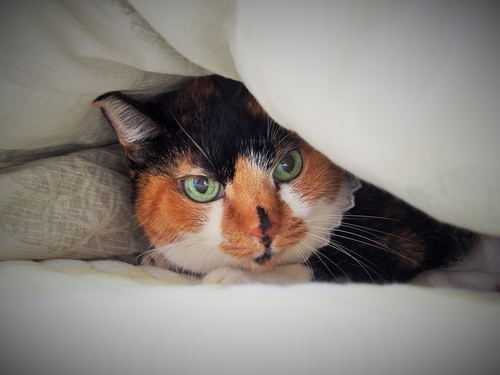 ずっとの我が家を見つけた三毛猫「たま」（辰巳出版 / 佐竹茉莉子)