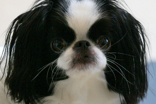 チワワとチンのミックス犬＝竹谷俊之撮影 