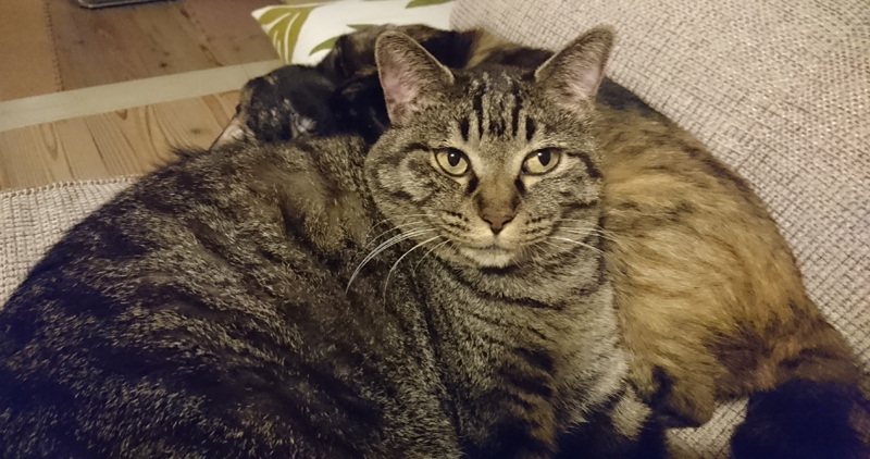 同居猫のあんずと一緒。ふてぶてしい顔もします。