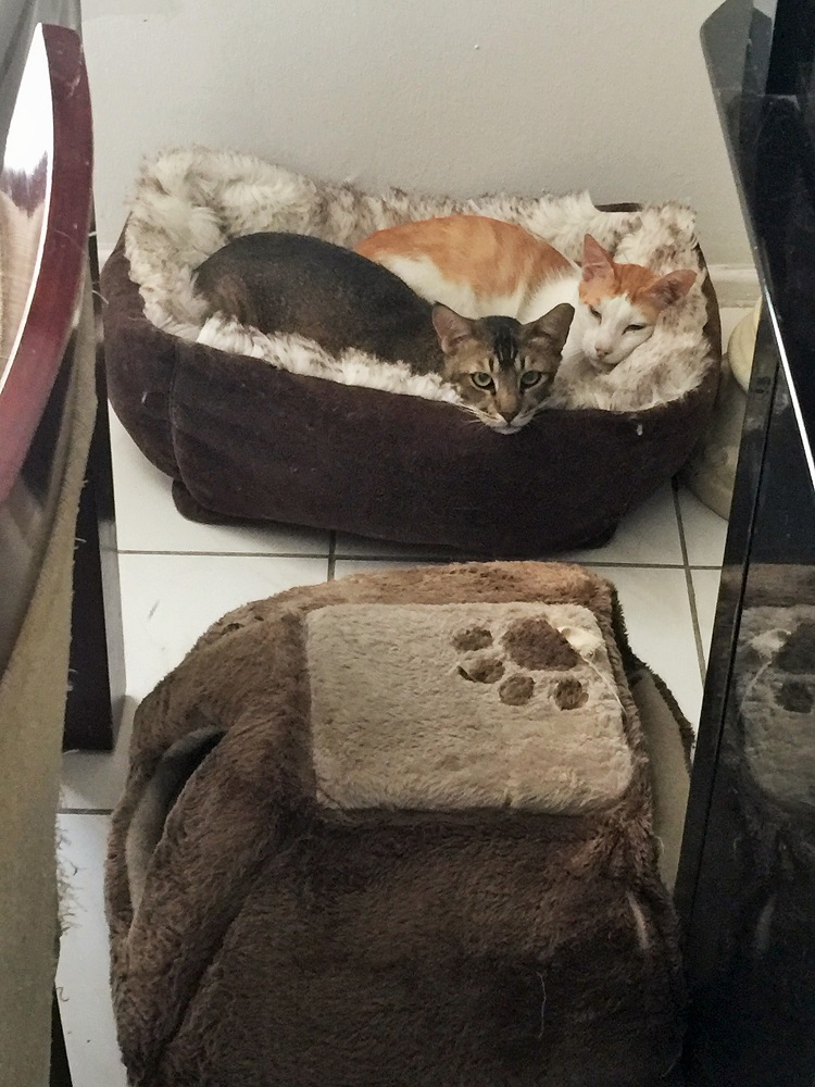 あつい昼間は省エネモードです