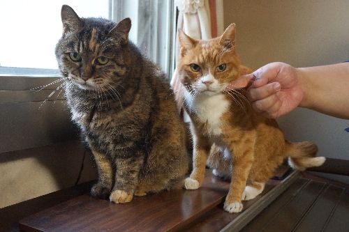 いいコンビです