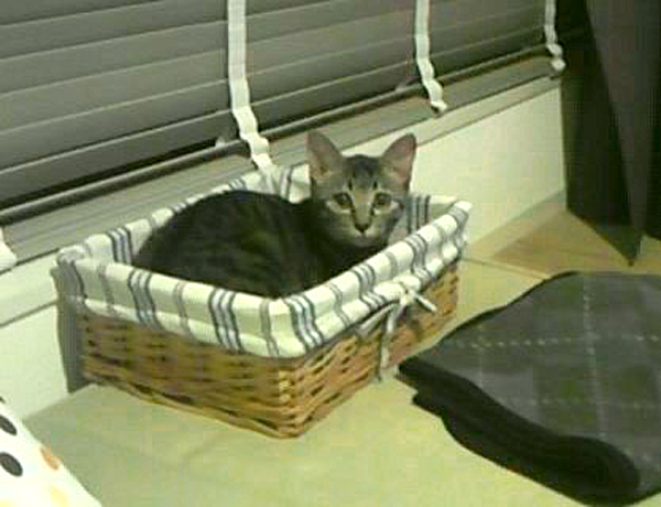 美人タイプのサバトラ猫。少しおびえたような瞳が印象的