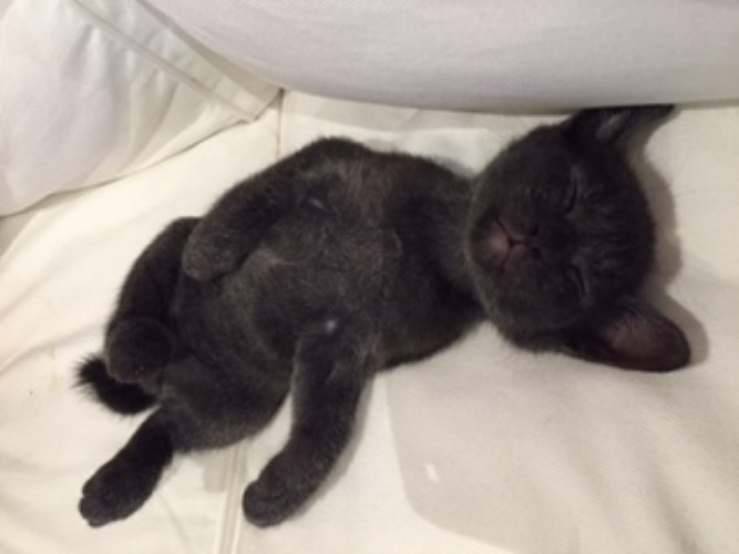 安心しきってソファで爆睡