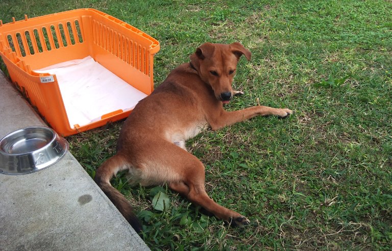 沖縄県嘉手納町の島田さんの長男宅で、入院当日の朝(撮影＝島田あずさ）