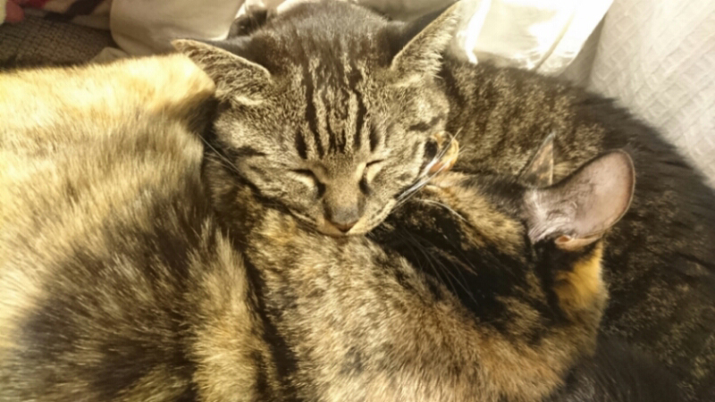 あんずにチョークをキメられながら眠るモモ。