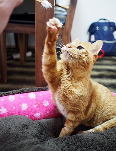 子猫時代をやり直すかのように、無邪気に遊ぶ