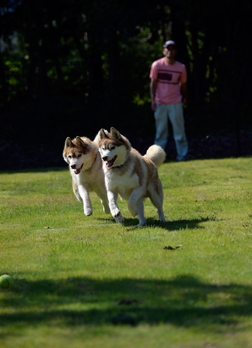 楽しそうに走るシベリアンハスキーは元捨て犬だ（太田康介撮影）