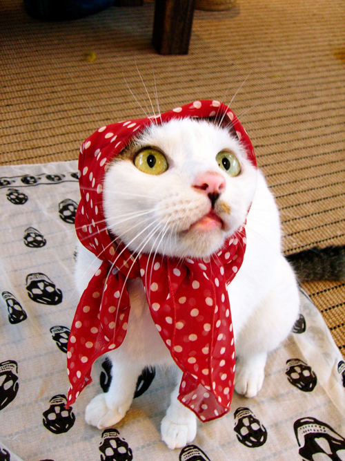 フィオ（オス、推定１７歳）＝とよた真帆さん提供