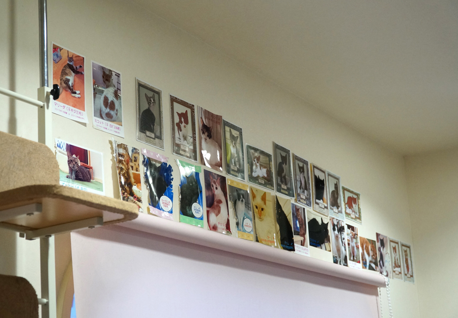 2016年の１年間に、新しい飼い主に迎えられ、猫カフェを卒業した保護猫たち