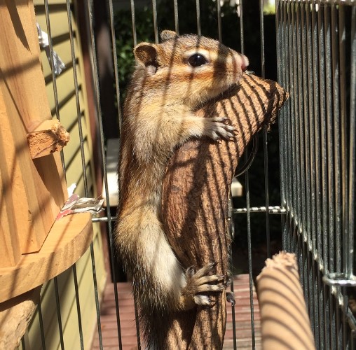 「オレは日々の運動で細マッチョ」Ｂｙりすお
