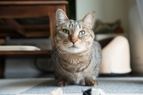 朗らかで明るいキャラの福多朗君　　写真＝上村雄高