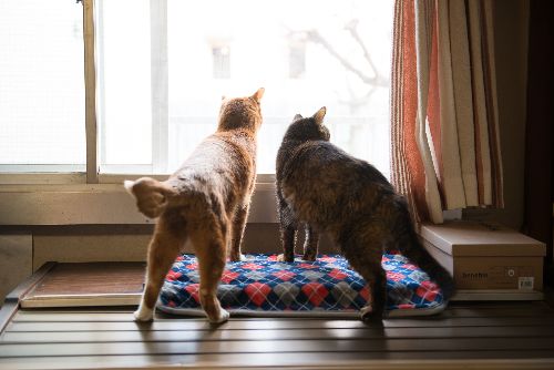 先住猫のミーコと東京の景色を眺める　　写真＝上村雄高