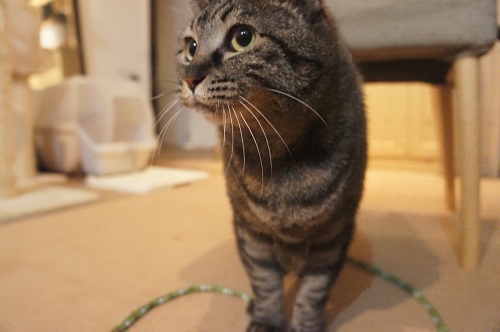 リラックスモードのモモ。お客さんはいない。