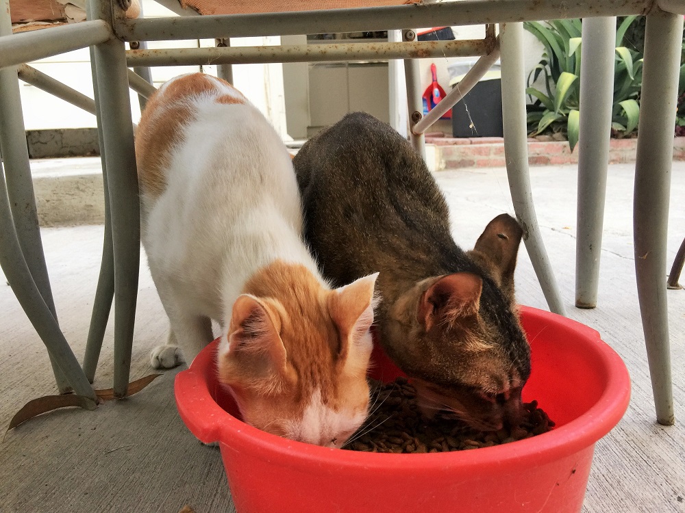 二人仲良くごはん中