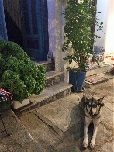 カフェバーのわんこ。狭い路地に大きいハスキーがいてびっくりしましたが、おだやかな子でした（スコぺロス島）