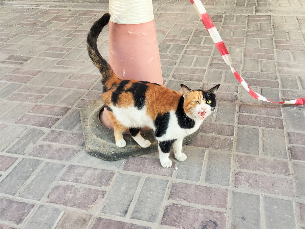 どうも、ごはんが欲しいようです