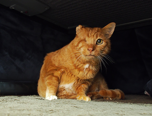 病院行きを察するとこたつの中へ