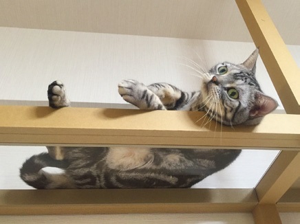 キャットウォークの下から猫を眺めるのも楽しい