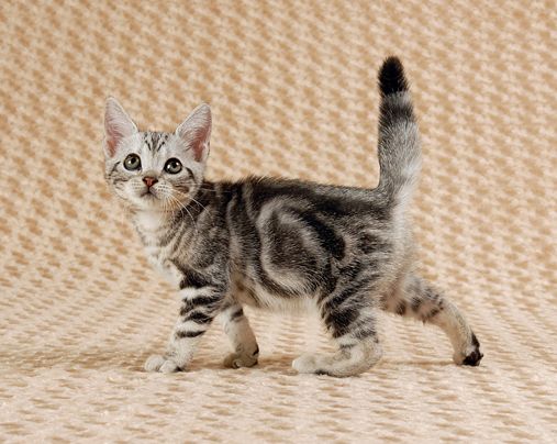 「なぜ？の図鑑」学研プラス提供