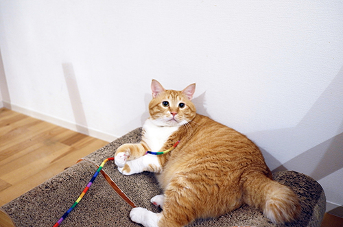 爪研ぎのくぼみがちょうどフィットする