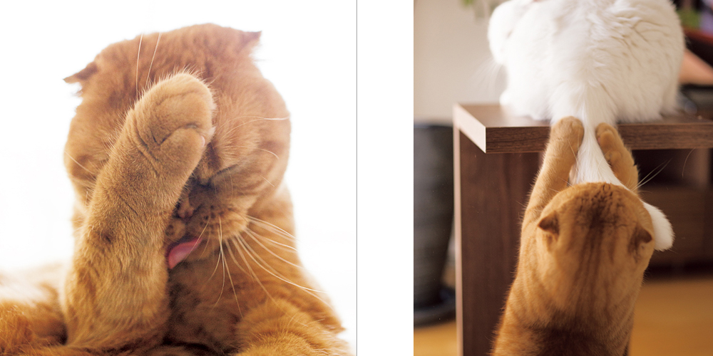 パイ インターナショナル提供