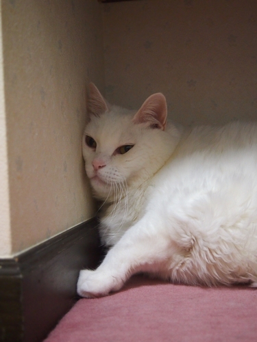 保護猫ラウンジの物陰に隠れることもあった（辰巳出版 / 佐竹茉莉子)