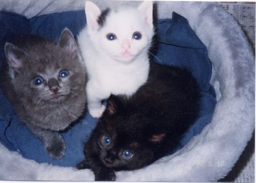 ベル(中央）は３姉妹で一番の長生き（４年前に姉妹は他界）