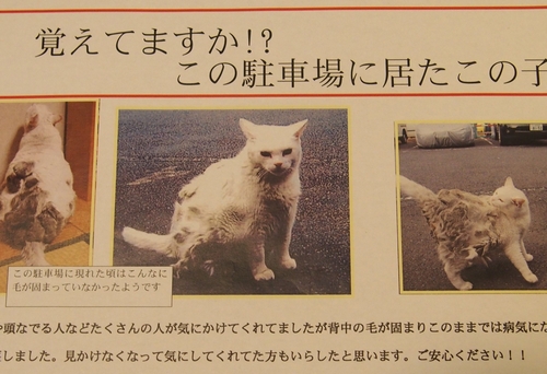 保護後に駐車場に貼られた貼り紙　（辰巳出版/キャットラウンジＭＥ）