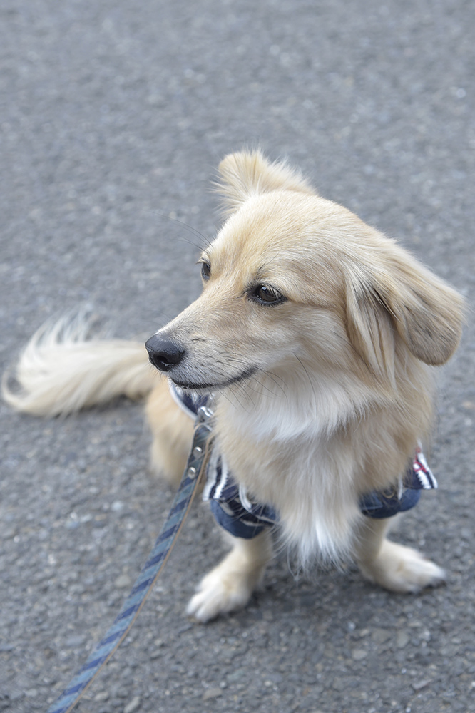 斜め４５度の姿が美しいポメックスちゃん