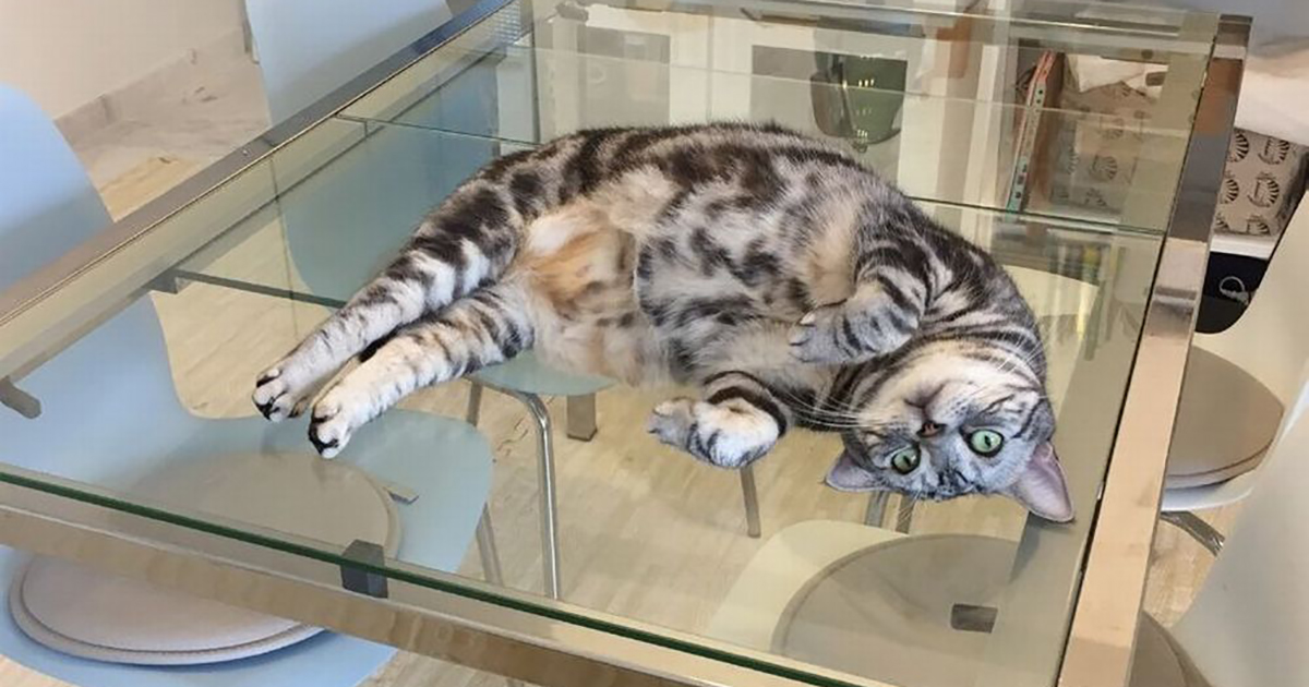 猫と快適に暮らす にゃんション 生活アイデアいろいろ Sippo シッポ