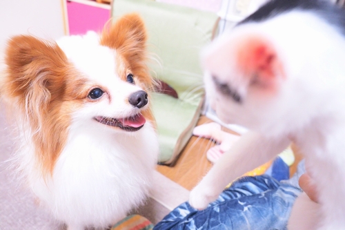 「えーかわいいね君」（ライブ仲間が自宅で撮影）