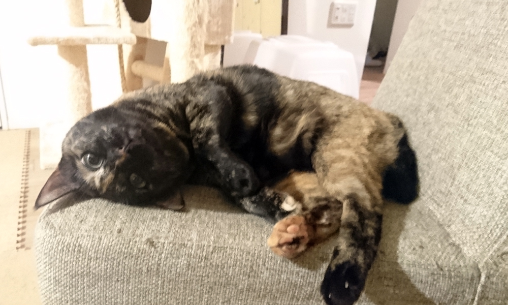 捨てるはずの椅子の上でおどけるあんず。