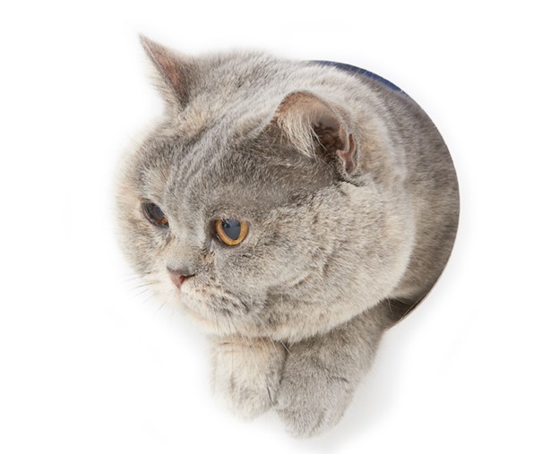 平手で吾輩の頭をちょっと敲く。痛くも何ともない。