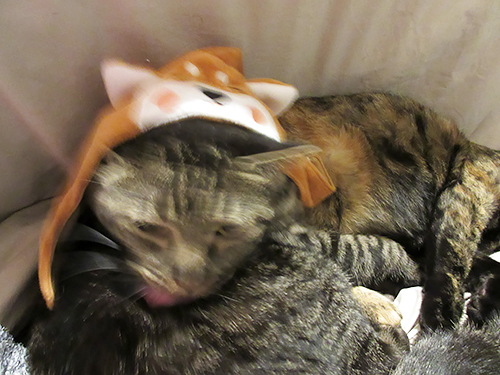 身体をなめて、精神を安定させています（涙）