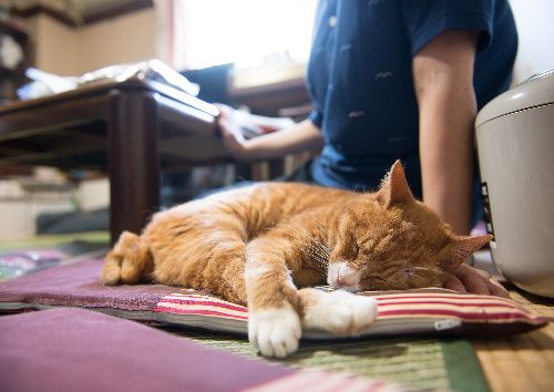 新幹線で新たな家族の元にきた日。安心したように眠り込んだ　写真＝上村雄高