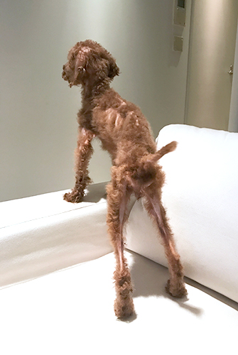 まだまだ痩せていた来たばかりのころ