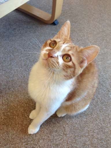 「上から目線、というやつですね。遠近法で猫の手足が小さく写るのもかわいいです」（荻窪さん講評）