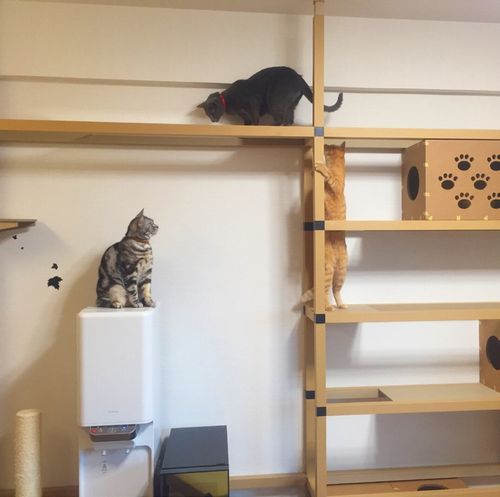 みんなで遊べるキャットウォーク