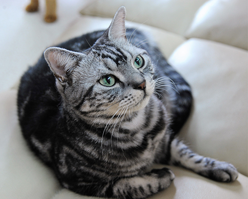 テレビCMに出演したメイ（アメリカンショートヘアー、メス）