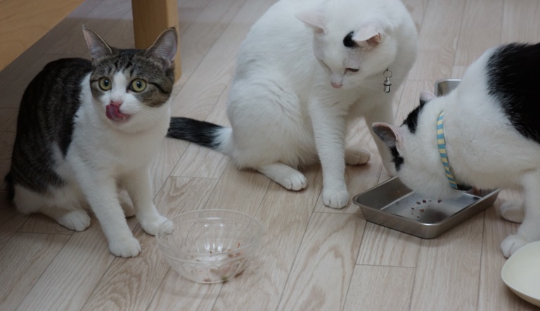 「ごちそーさま」　ランチにご満悦な輪　「え、まだ残ってるよ」とお皿が気になるブラン