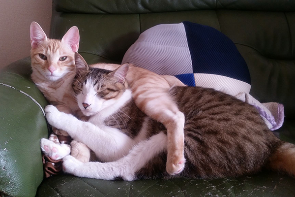 ジャッキー（手前）＆きなこ