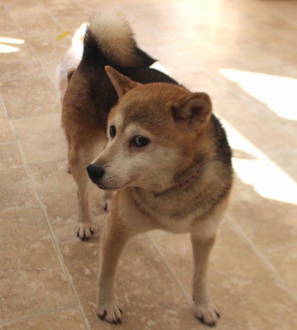 アニマル・ハート・レスキューの保護犬