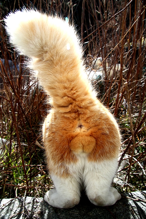 写真＝芳澤ルミ子　（デジタルカメラマガジン）