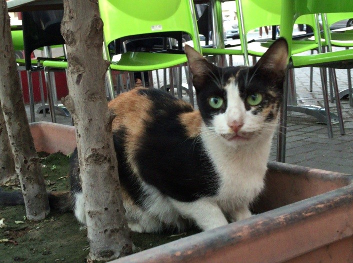 「アフガニスタン料理店の看板猫さん」