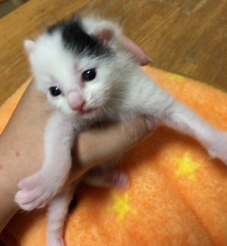 保護して間もない頃の「いろは」