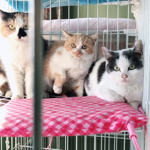 息子のお嫁さんと連携で保護した猫。左の母猫は現在、新たな家を募集中