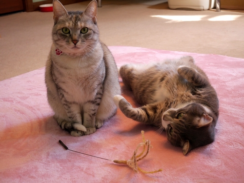 ２匹とも歩さんの娘が高校時代に連れてきた